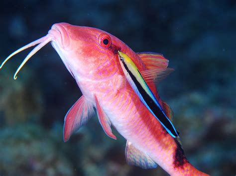 おばさん魚|オジサン